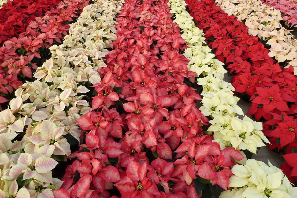 中国盆栽一品红2025年市场全景分析与发展战略展望